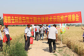 2015年渤海糧倉項(xiàng)目示范品種——嬰泊700