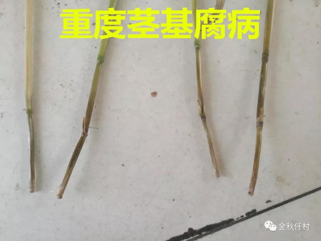 小麥旗葉干尖又來了，原因你知道幾個?  