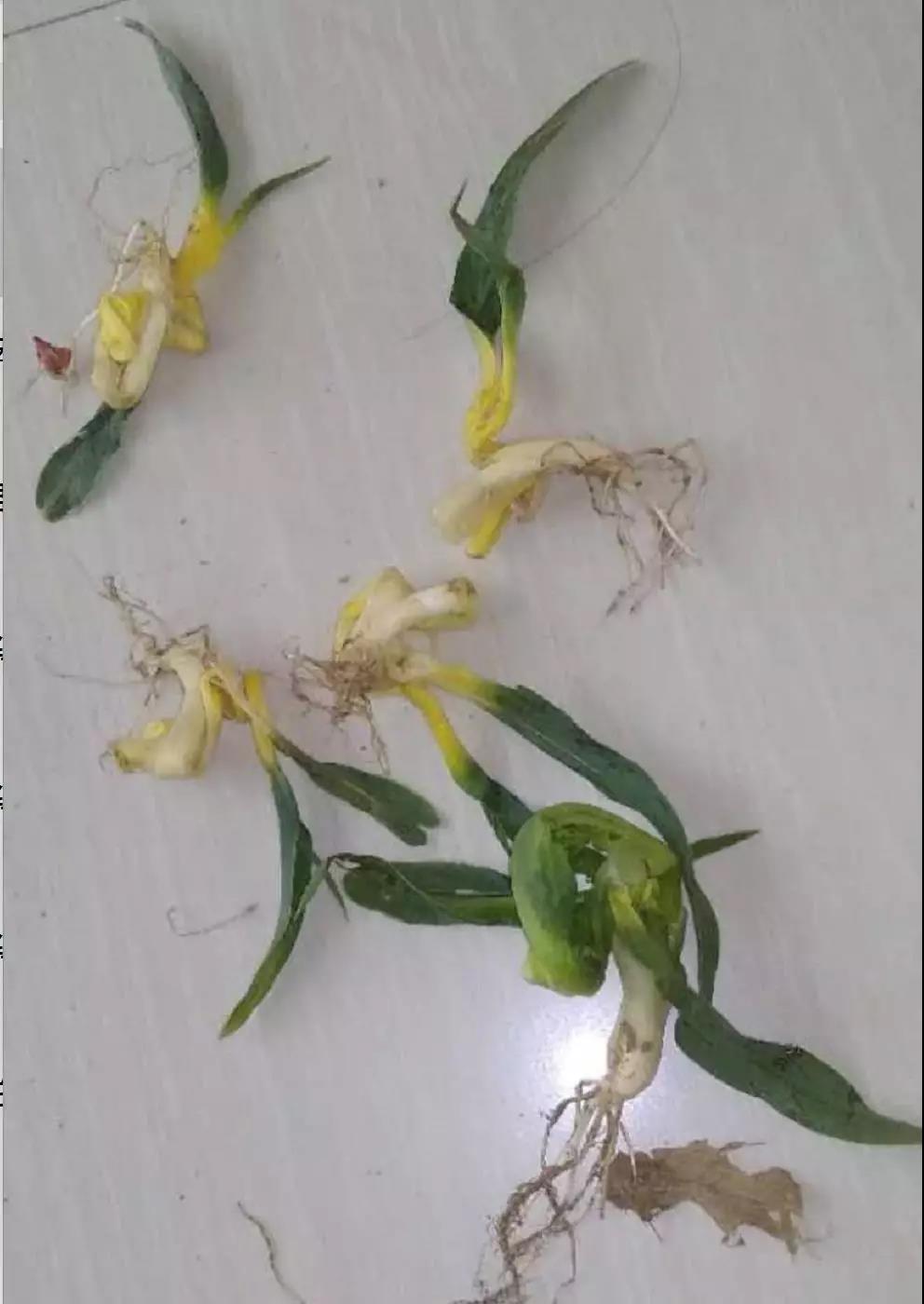 夏玉米出苗不好，九大原因道分明！  